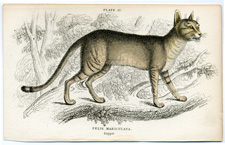 Sir William Jardine "The Naturalist's Library" 1830s - 1850s antique